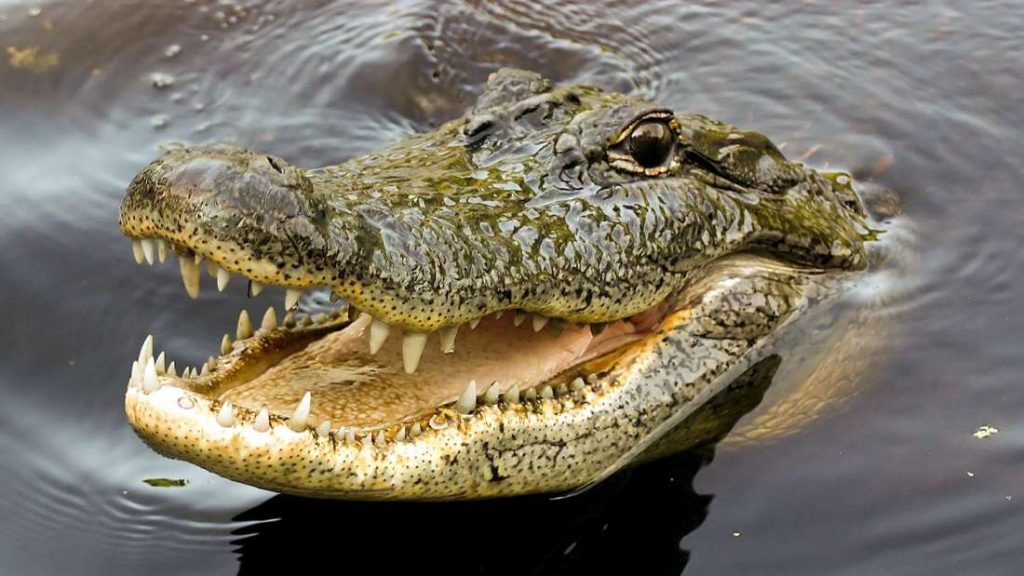 Crocodile Park in Dubai