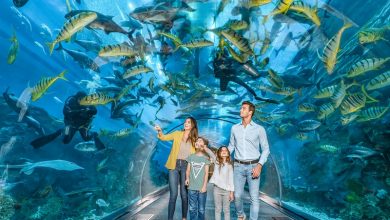 Dubai Mall Aquarium