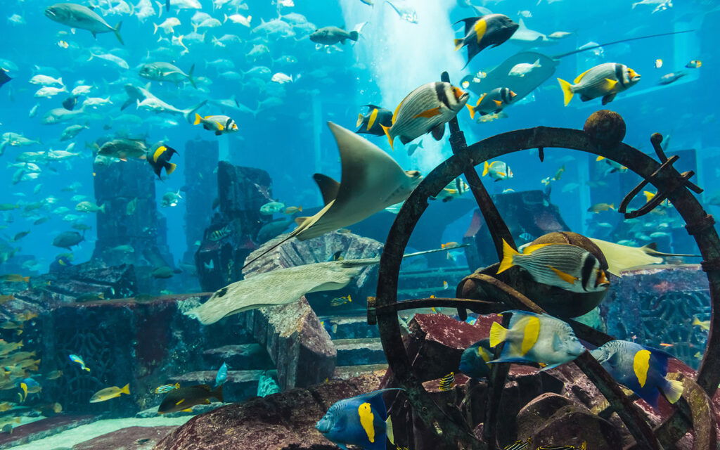 Dubai Mall Aquarium tickets