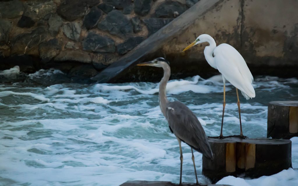 Ras Al Khor Wildlife Sanctuary