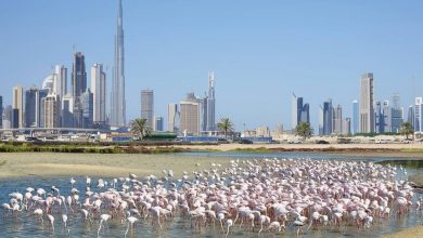 Ras Al Khor Wildlife Sanctuary