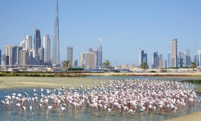 Ras Al Khor Wildlife Sanctuary