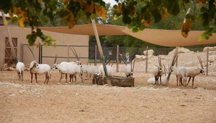 حديقة حيوان العين