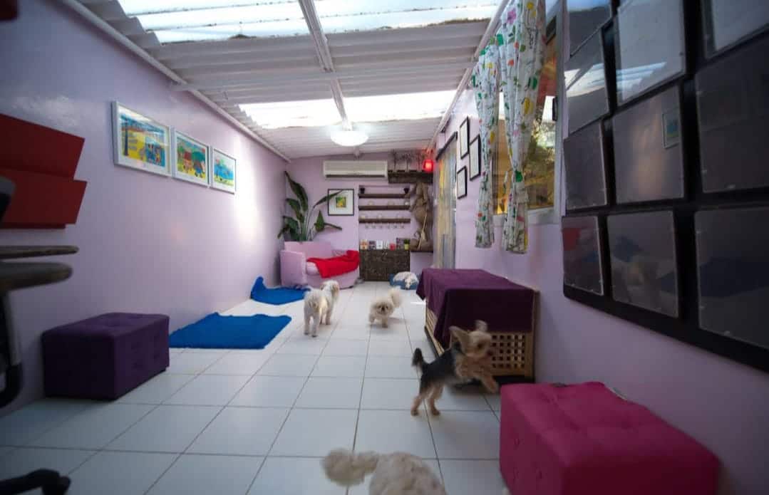 مركز Dubai Kennels & Cattery